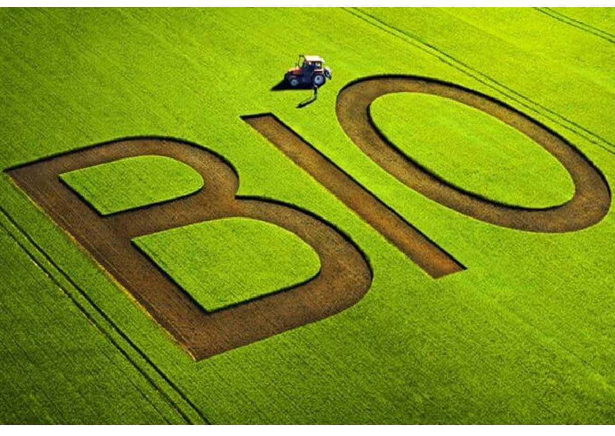 Organic in numbers 2024, growth continues in Italy